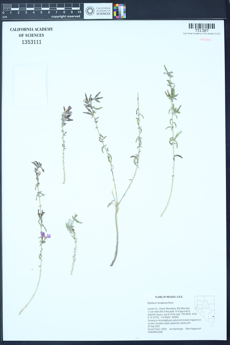 Nevada Willowherb photo 5