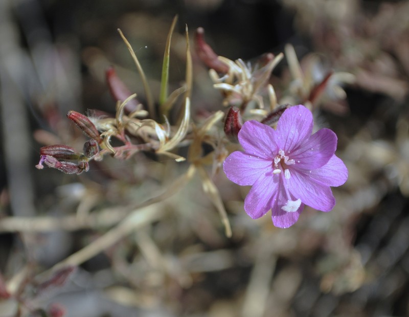 Snow Mountain Willowherb