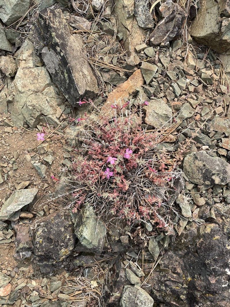 Snow Mountain Willowherb photo 2
