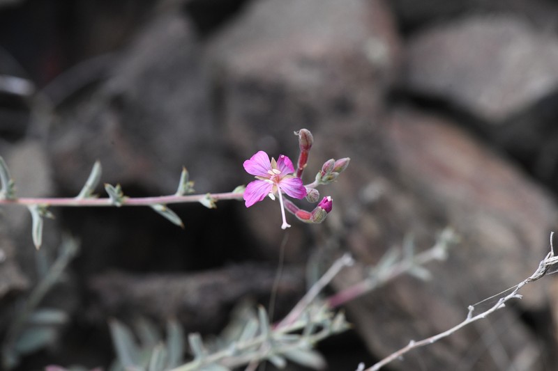 Snow Mountain Willowherb photo 3