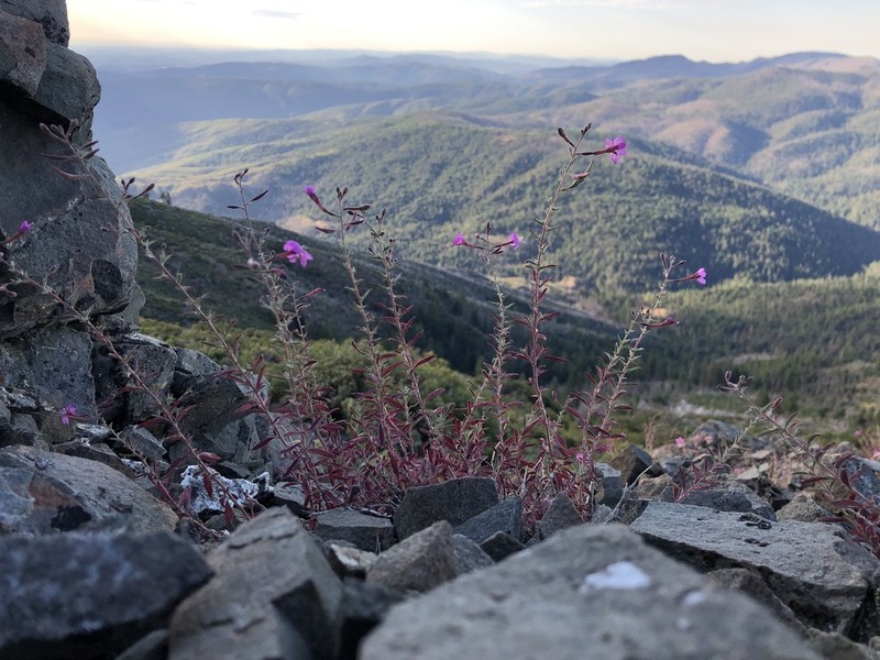 Snow Mountain Willowherb photo 5