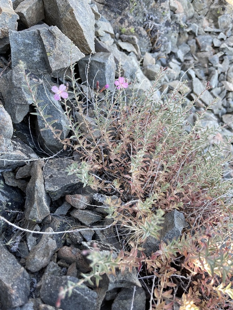 Snow Mountain Willowherb photo 7