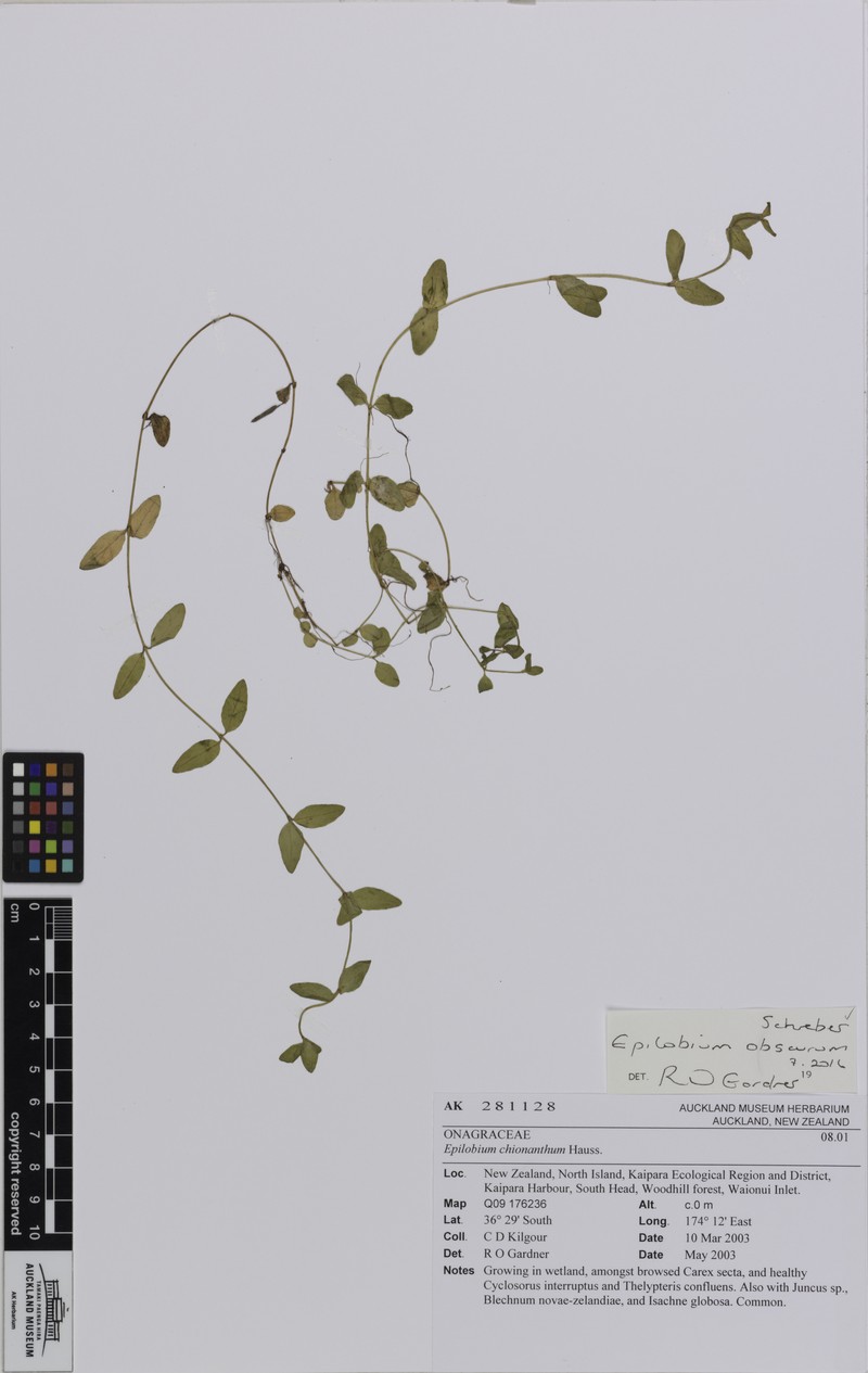 Dwarf Willowherb photo 3
