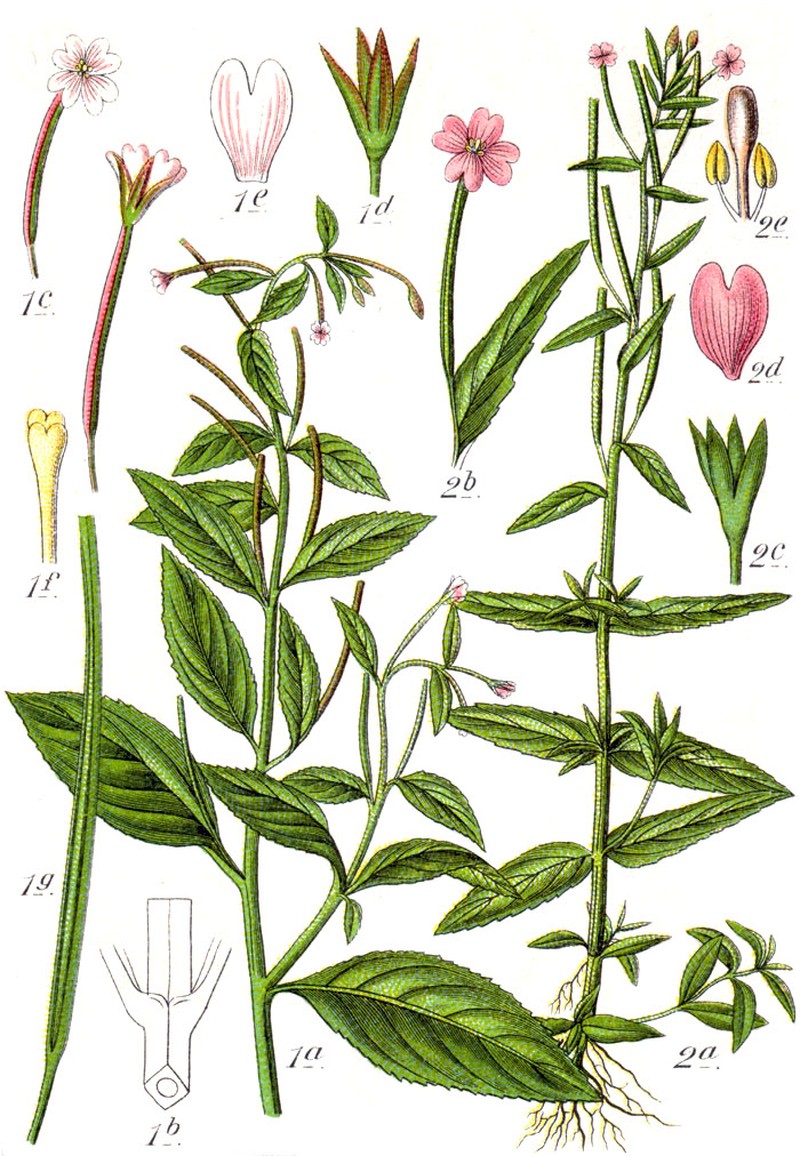 Dwarf Willowherb photo 4