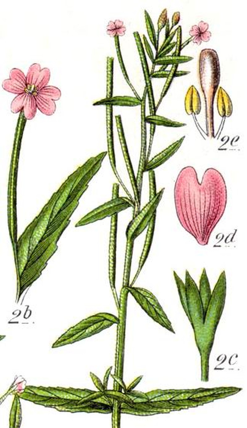Dwarf Willowherb