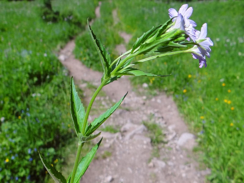 Dwarf Willowherb photo 2