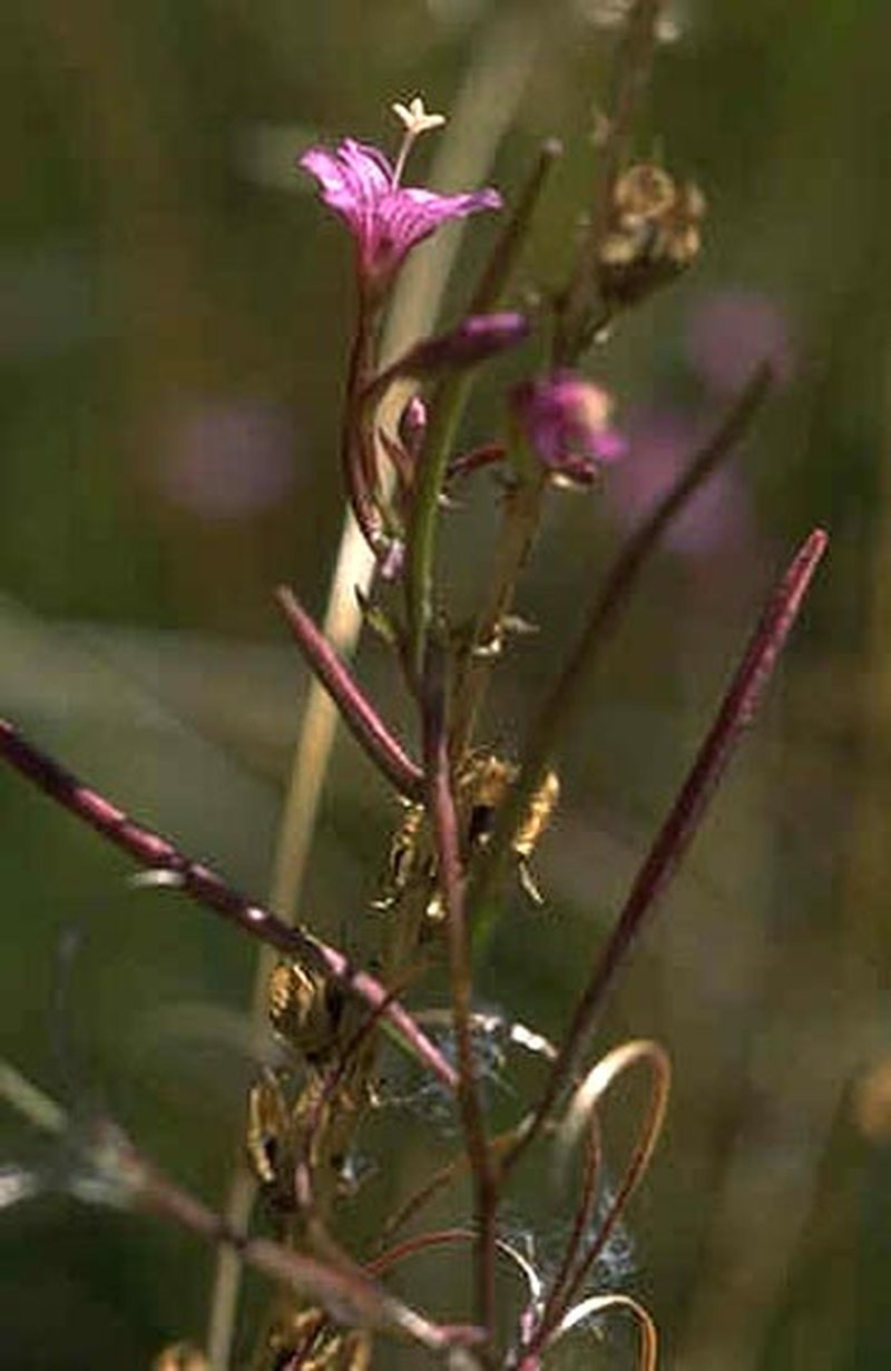 Grants Pass Willowherb
