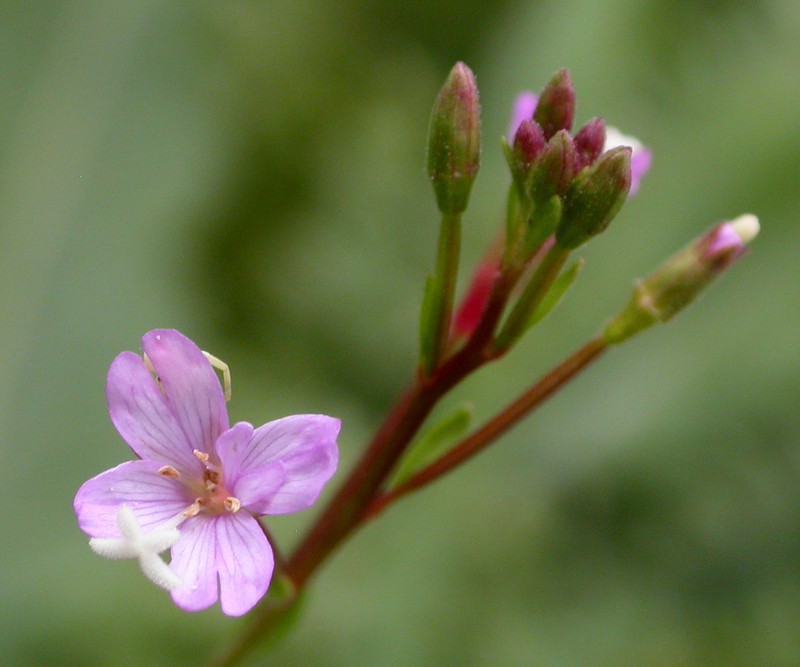 Grants Pass Willowherb