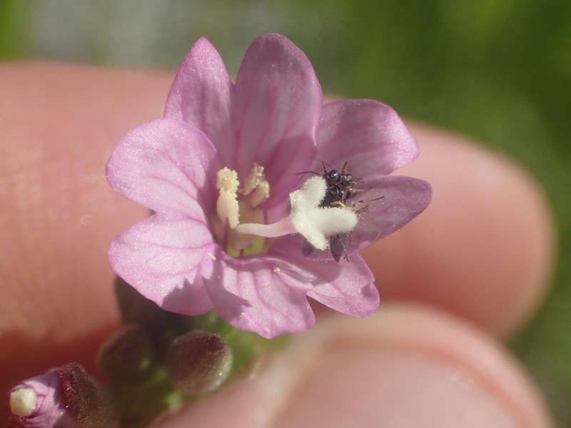 Grants Pass Willowherb photo 2