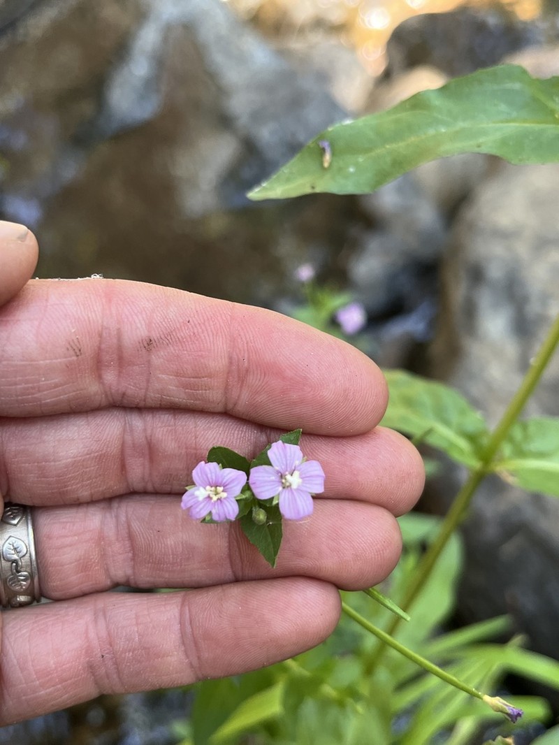 Grants Pass Willowherb photo 3