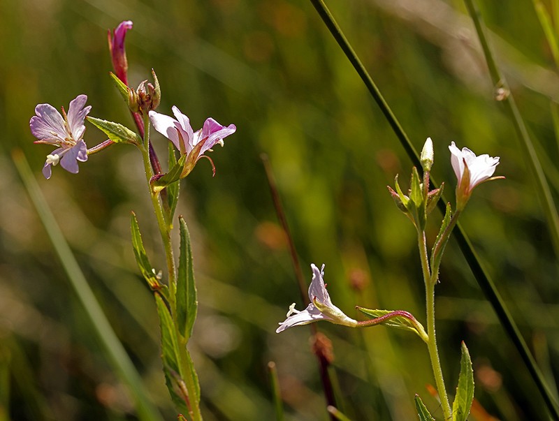 Grants Pass Willowherb photo 4