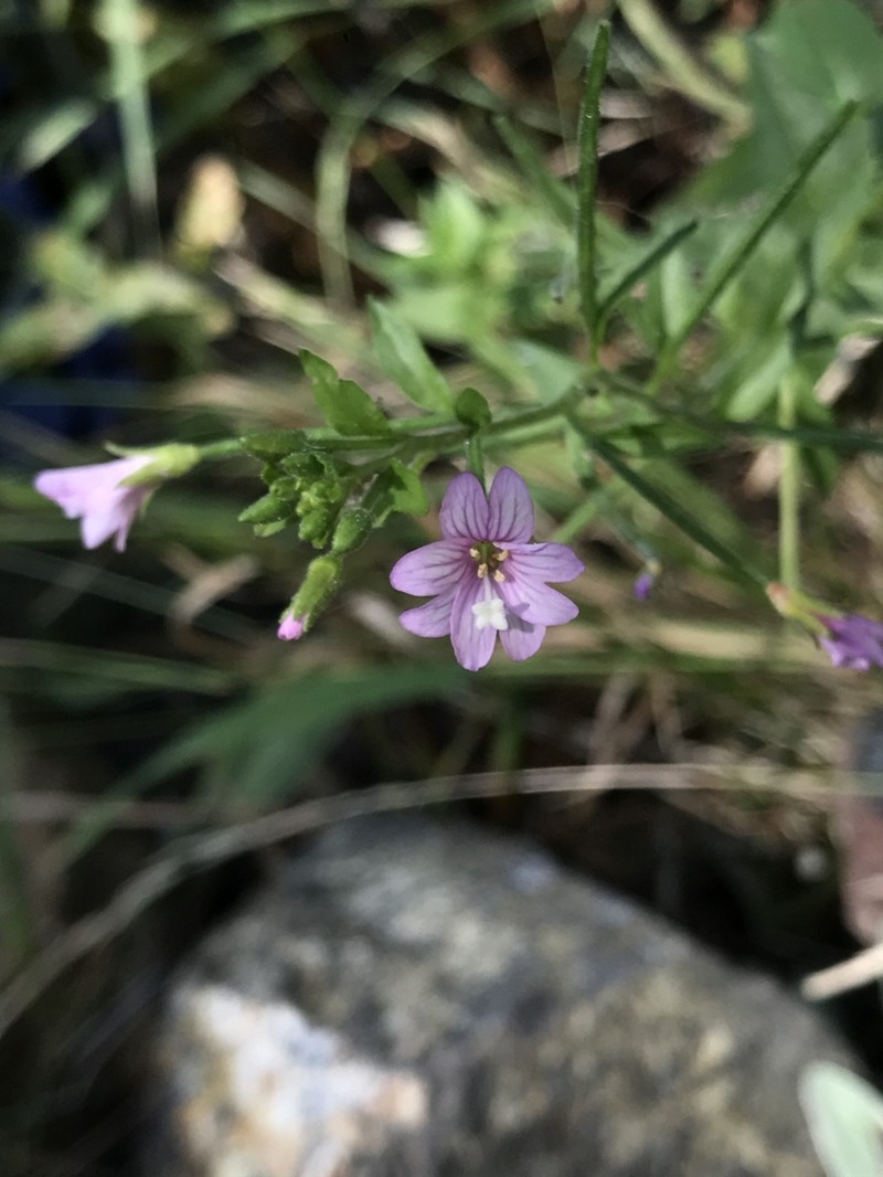 Grants Pass Willowherb photo 5