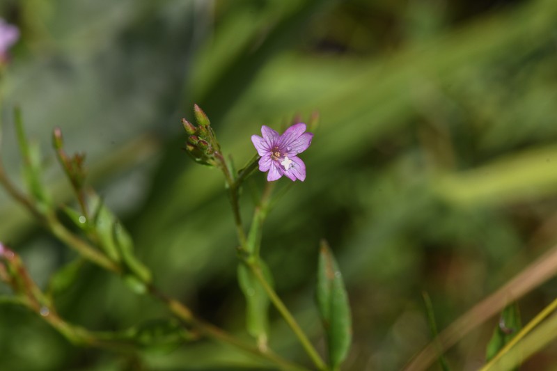 Grants Pass Willowherb photo 6