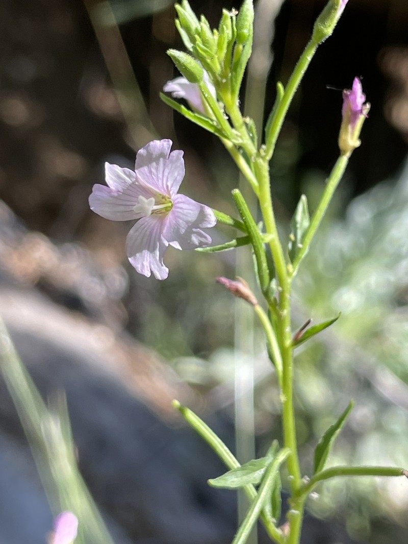 Grants Pass Willowherb photo 7