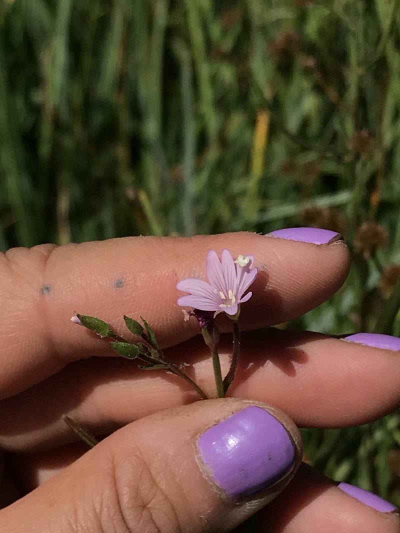 Grants Pass Willowherb photo 8