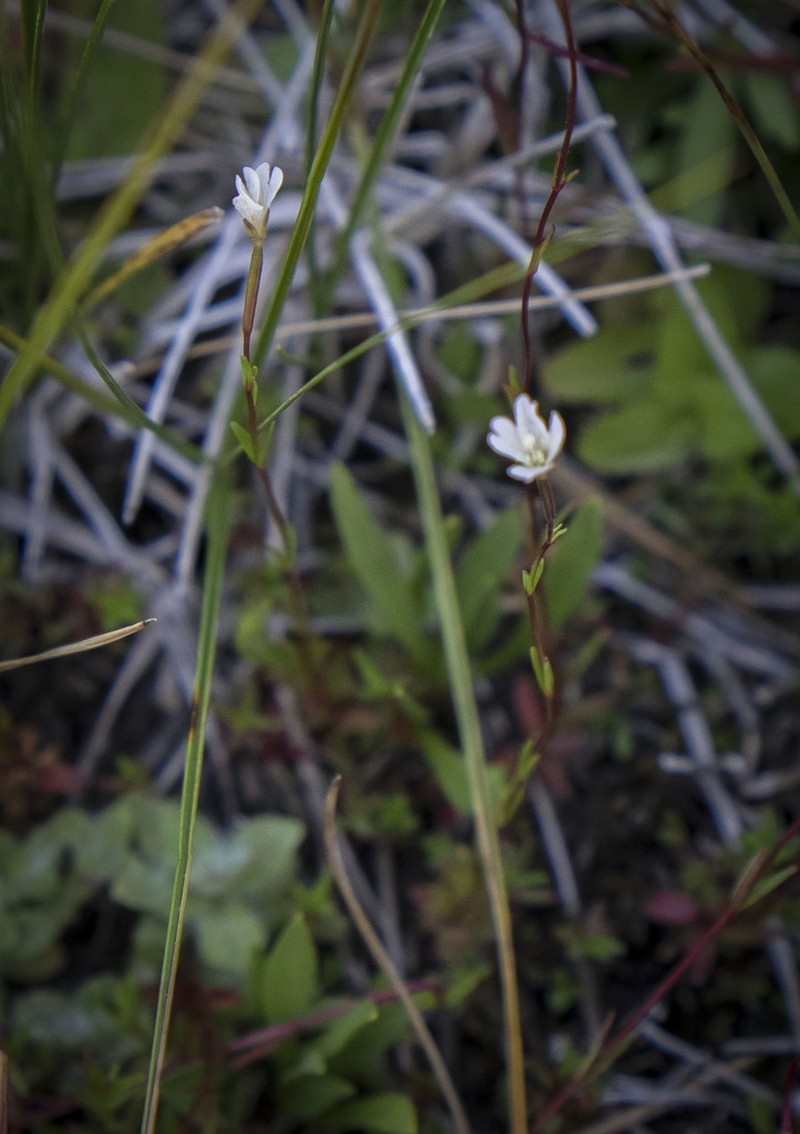 Oregon Willowherb photo 2