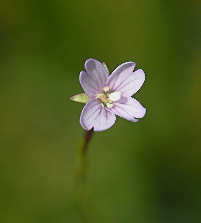 Oregon Willowherb photo 3