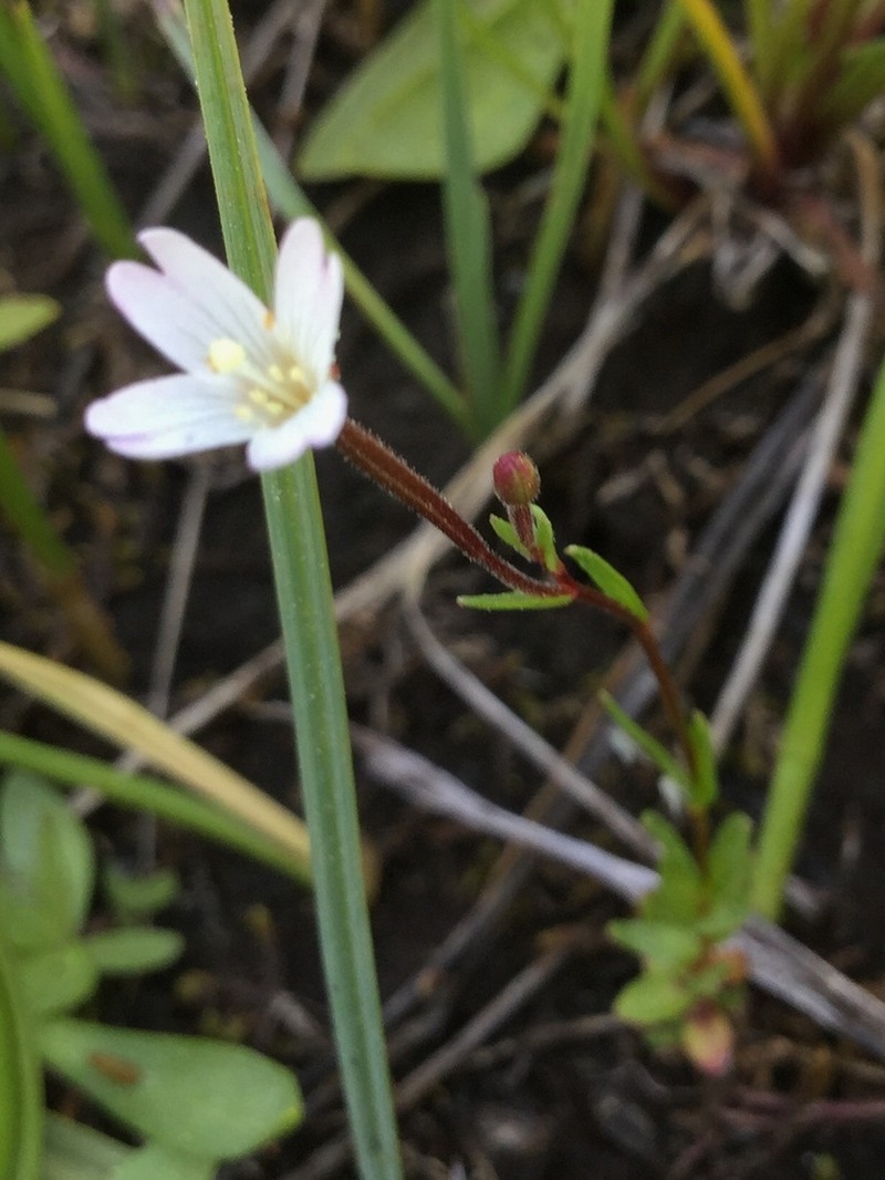 Oregon Willowherb photo 4