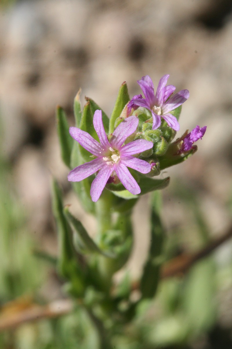 Largeflower Spike-Primrose