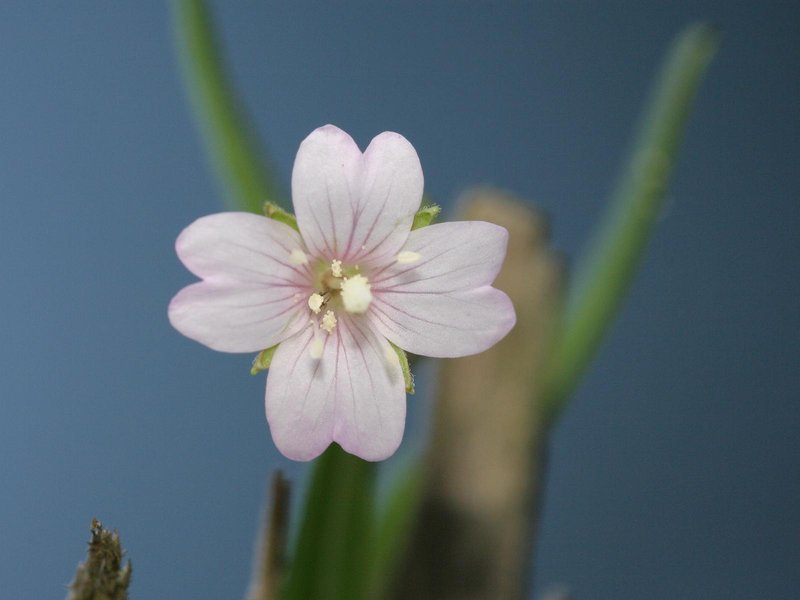 Marsh Willowherb