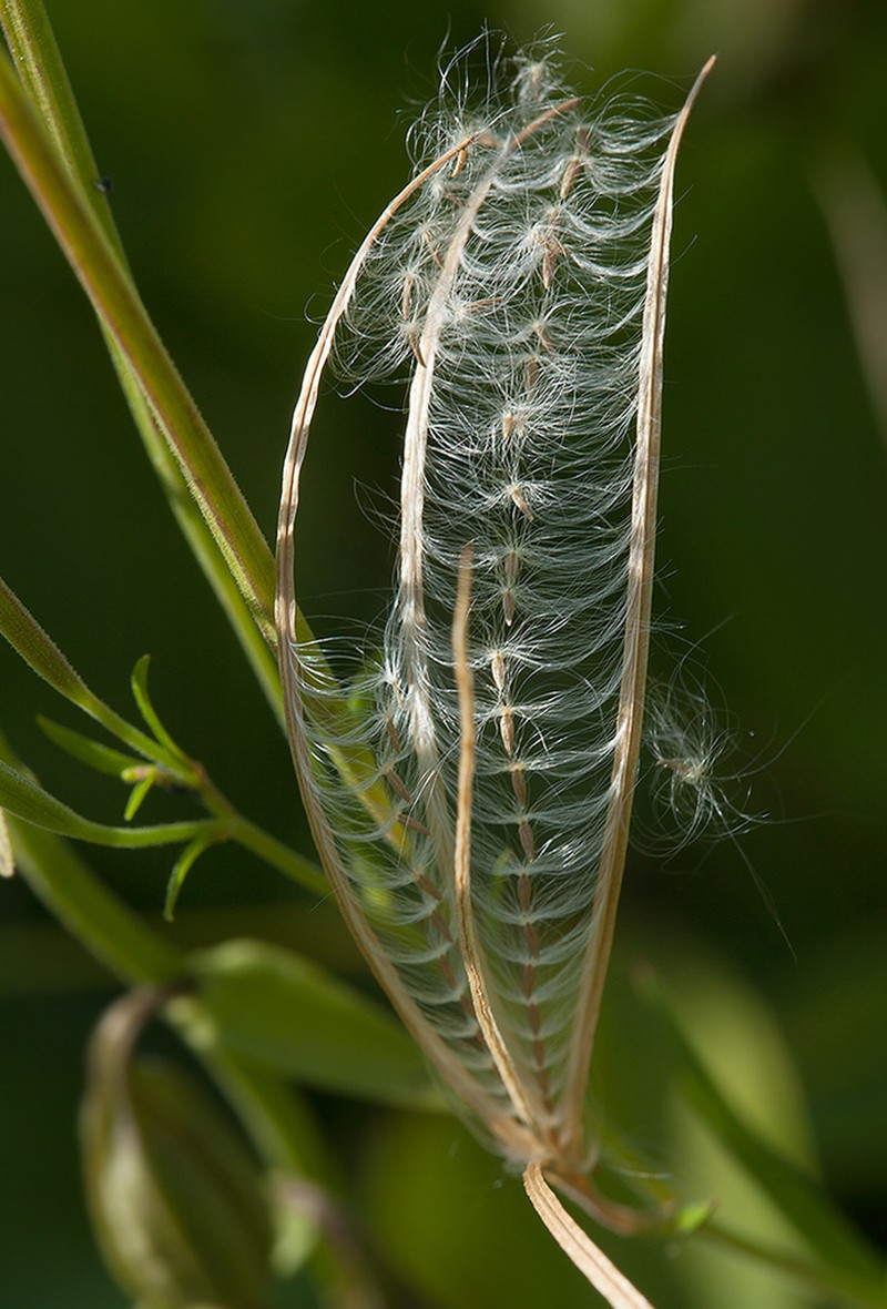 Marsh Willowherb