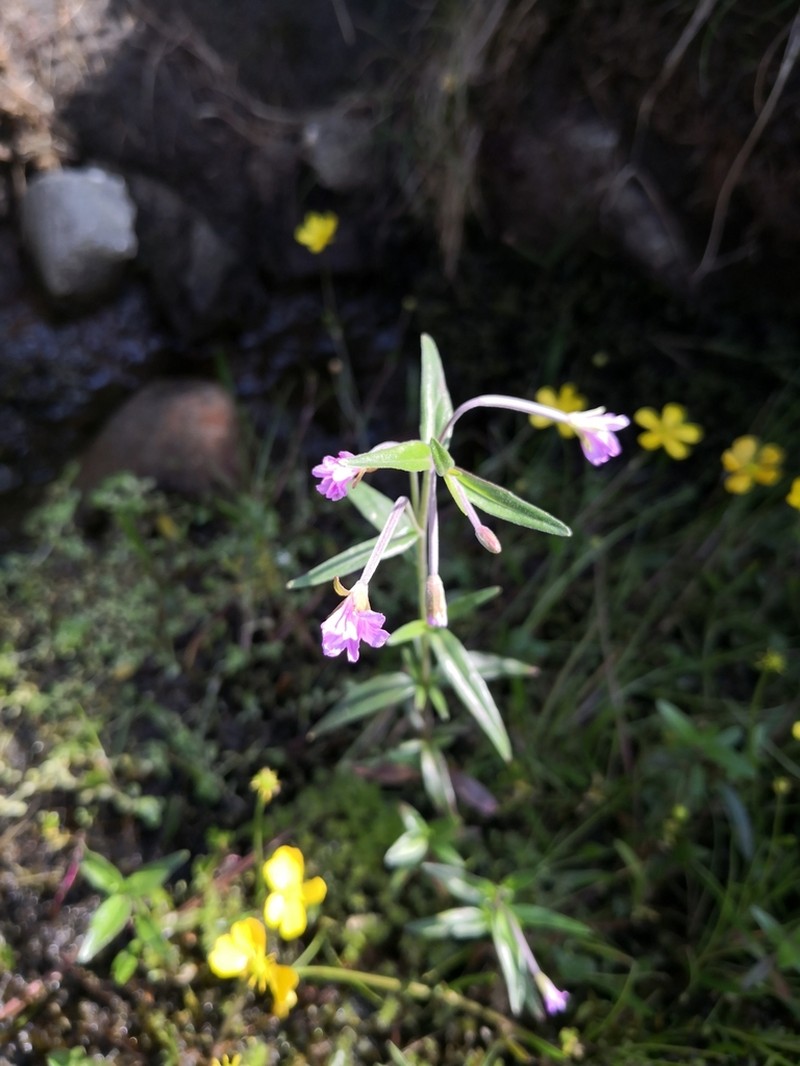 Marsh Willowherb photo 2