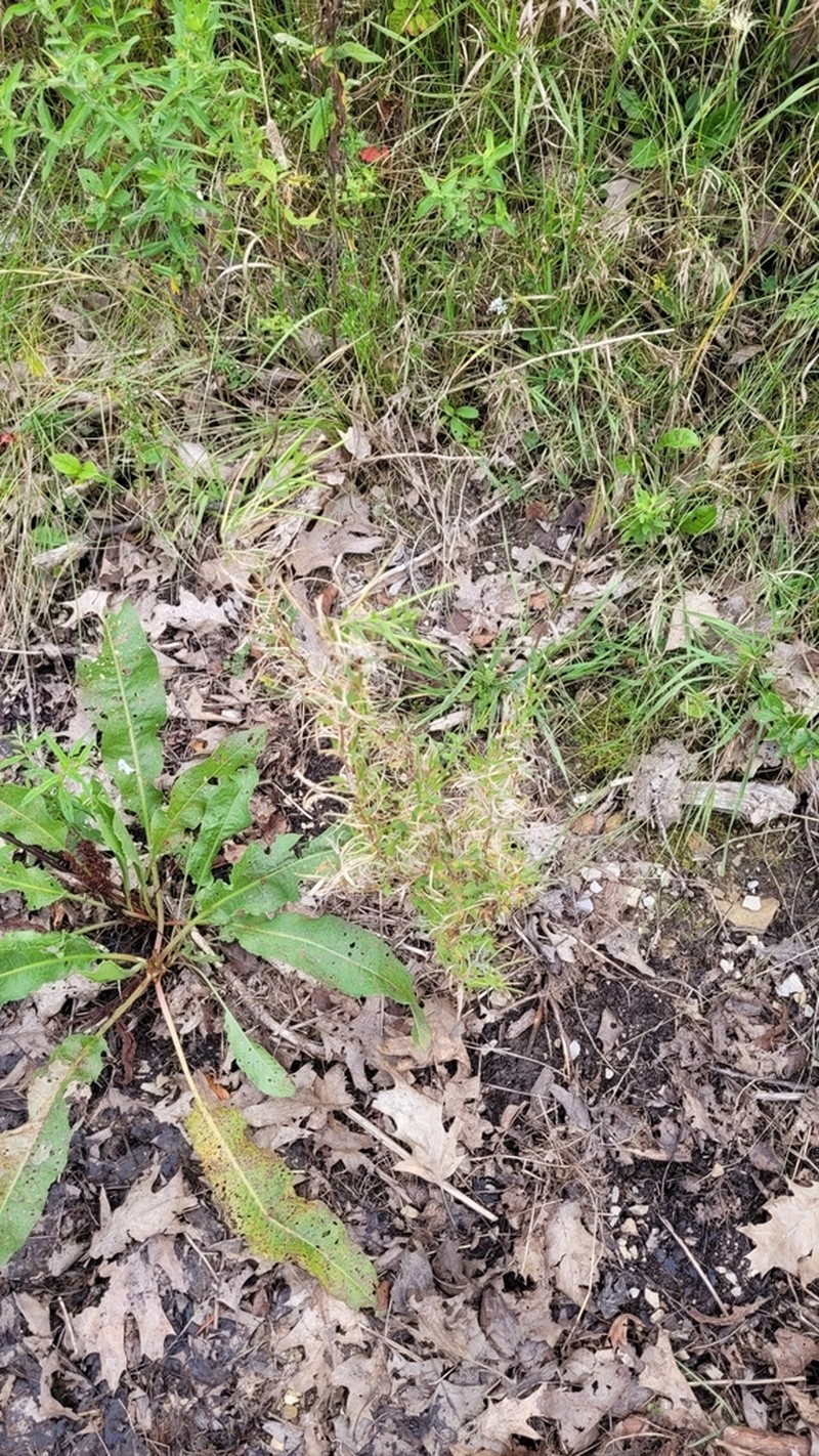 Marsh Willowherb photo 3