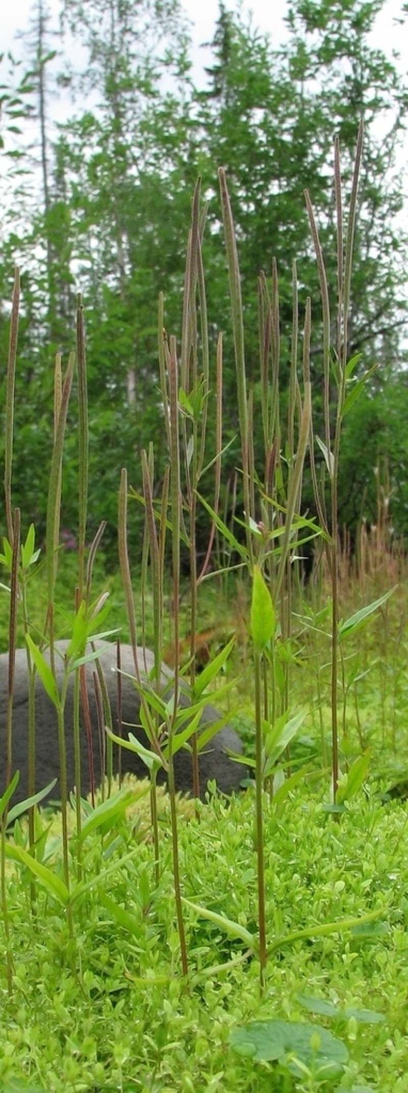Marsh Willowherb photo 4