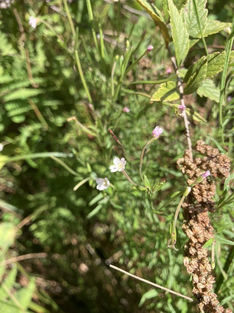 Marsh Willowherb photo 5