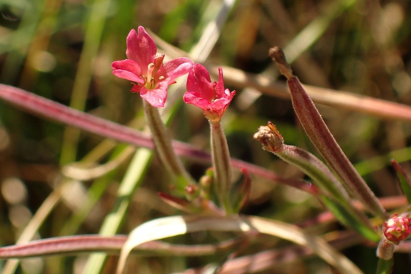 Marsh Willowherb photo 6