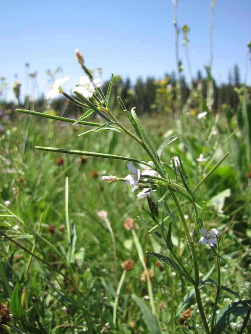 Marsh Willowherb photo 7