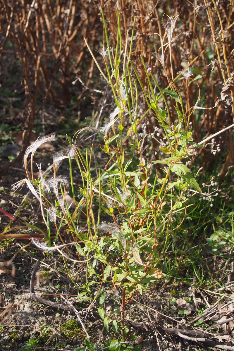 Smallflower Hairy Willowherb photo 5