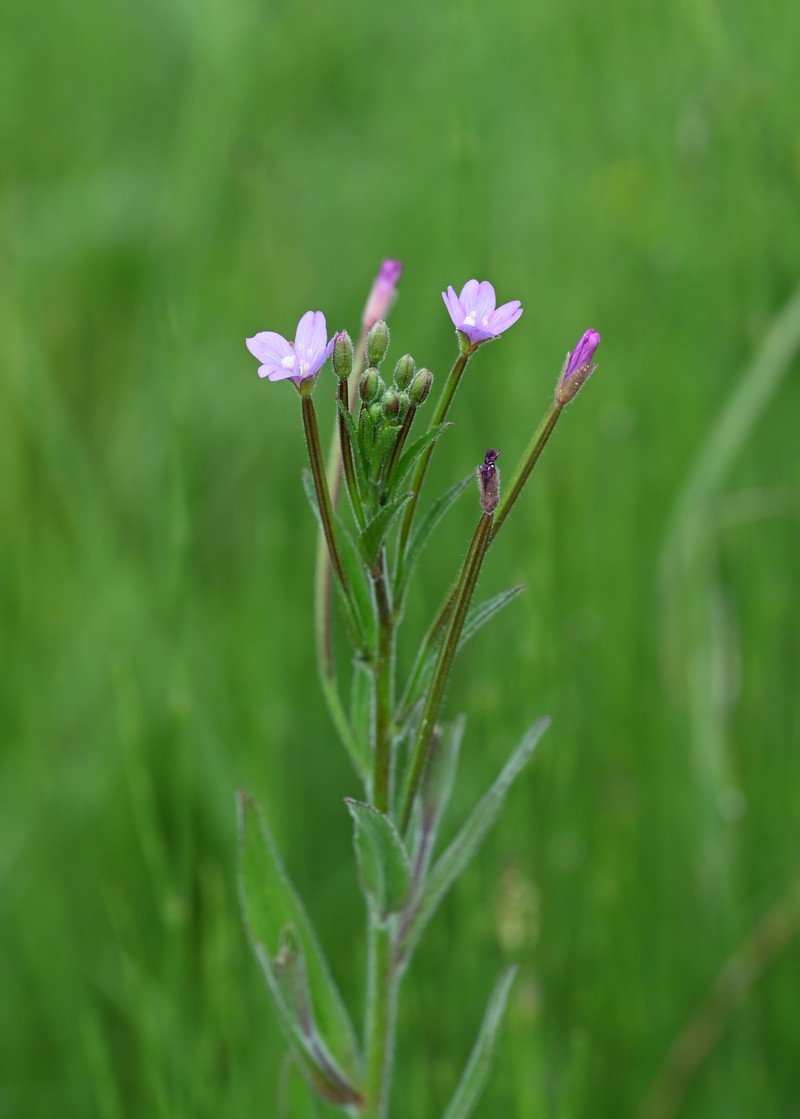 Smallflower Hairy Willowherb photo 3