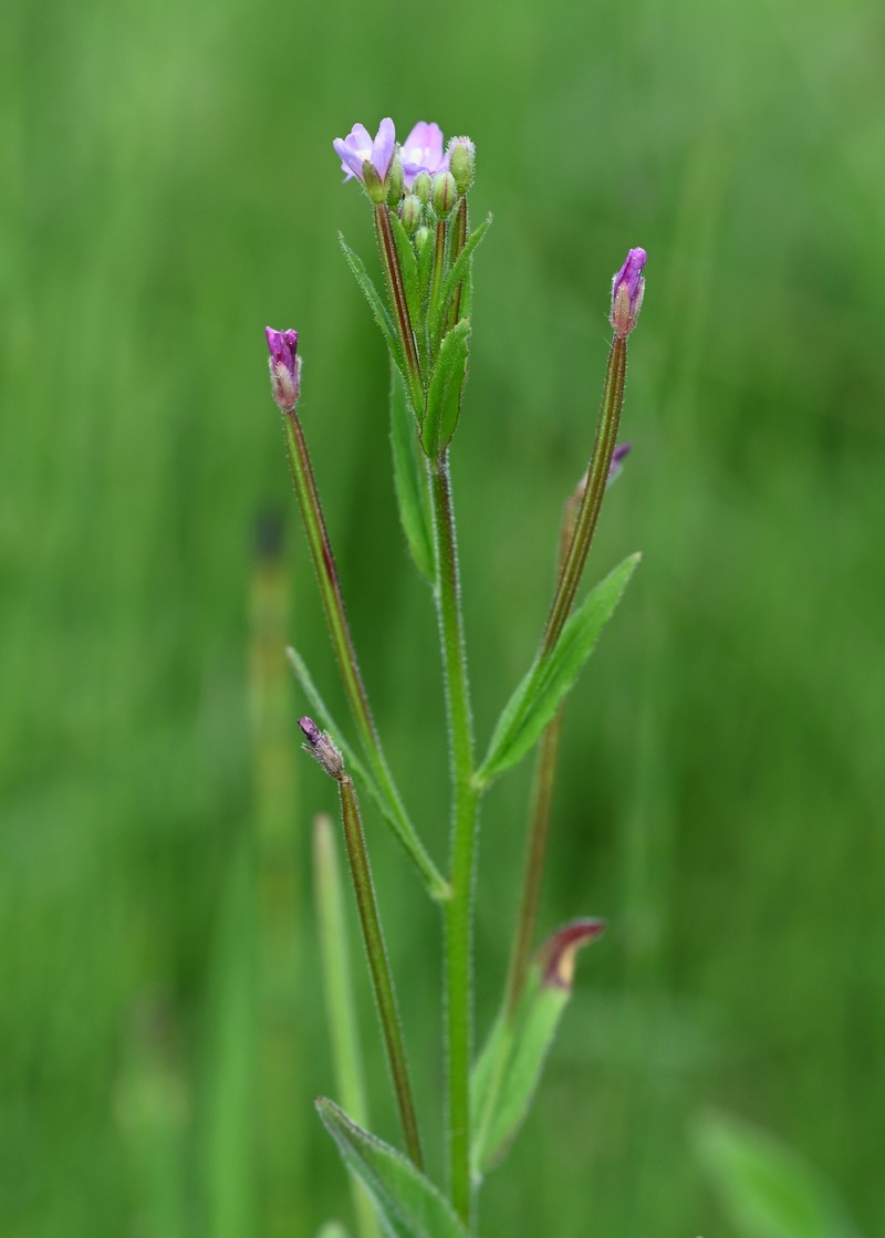 Smallflower Hairy Willowherb photo 4