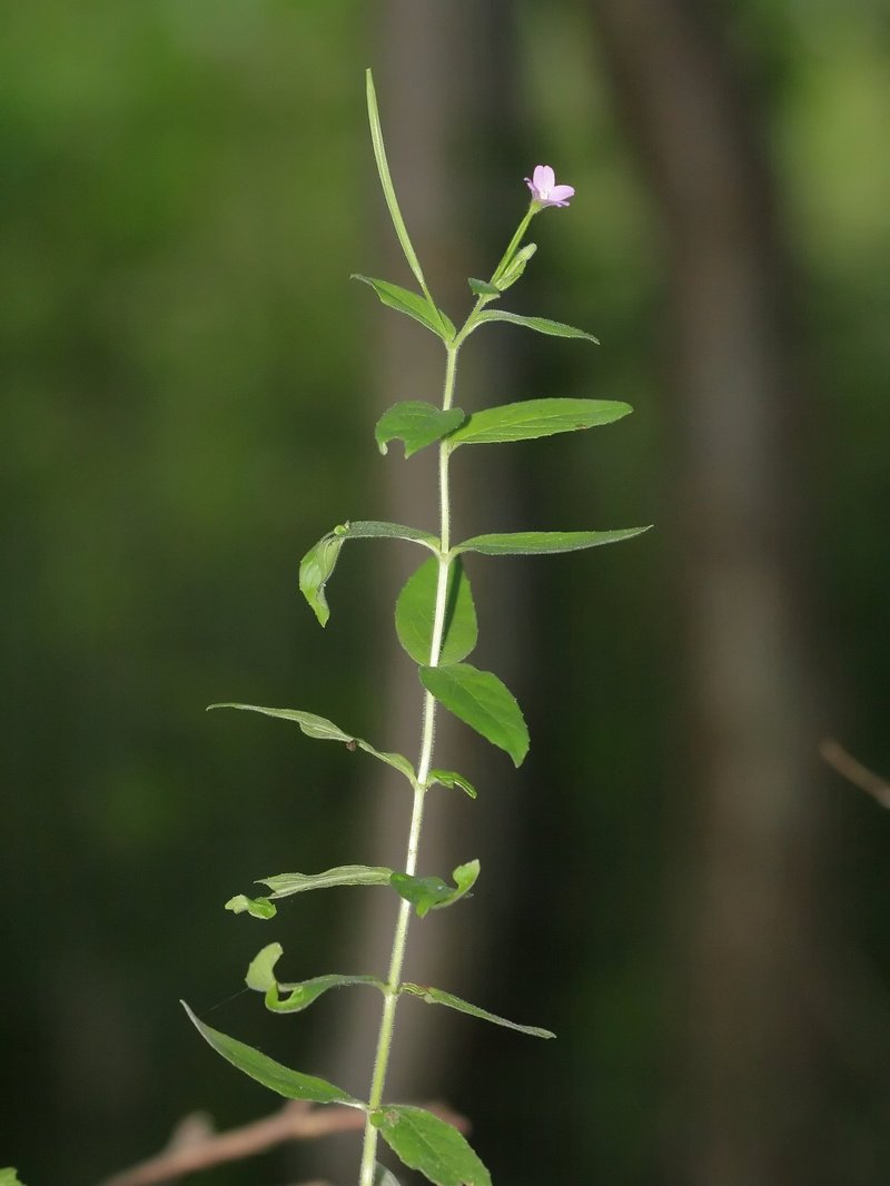 Smallflower Hairy Willowherb photo 6