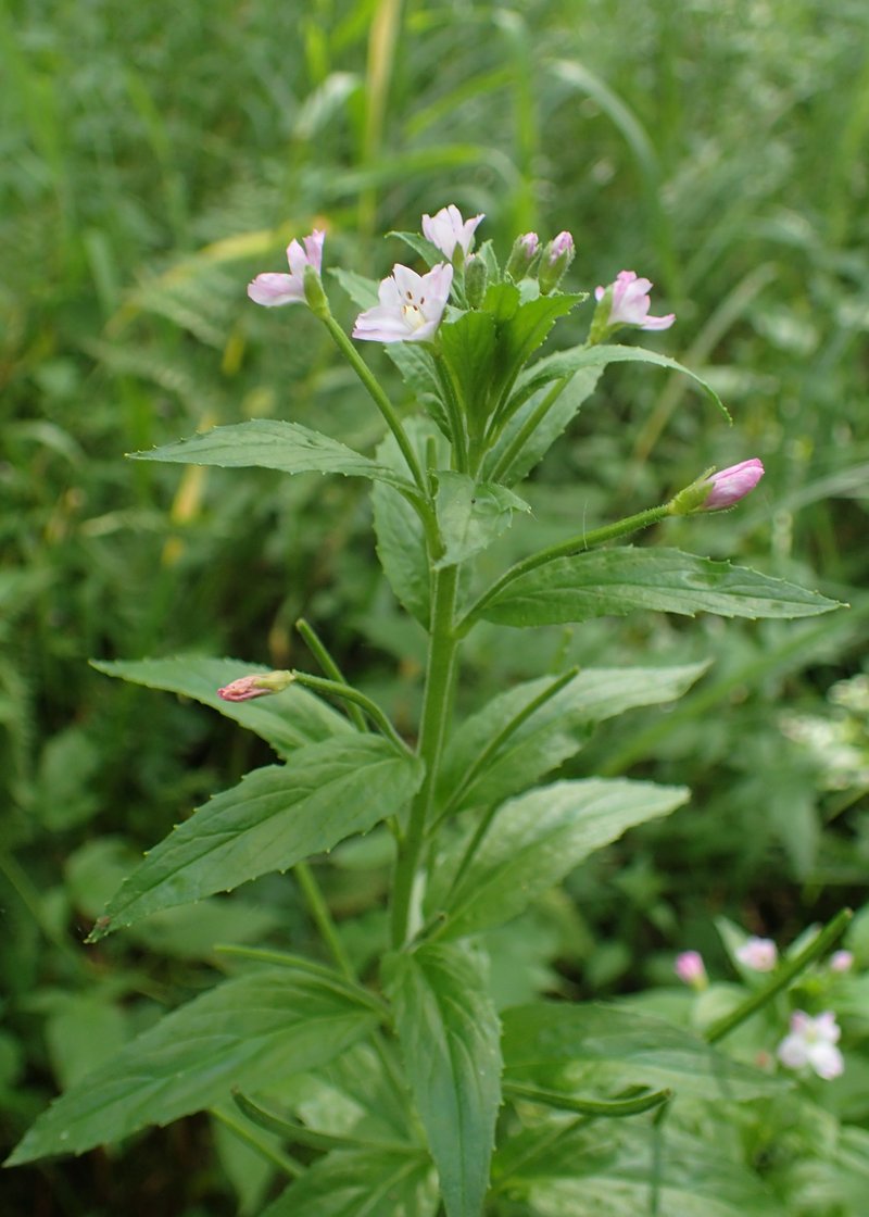 Smallflower Hairy Willowherb