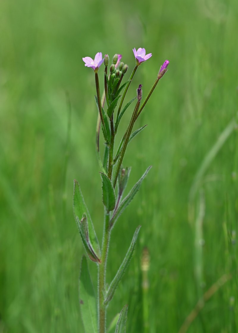 Smallflower Hairy Willowherb photo 7