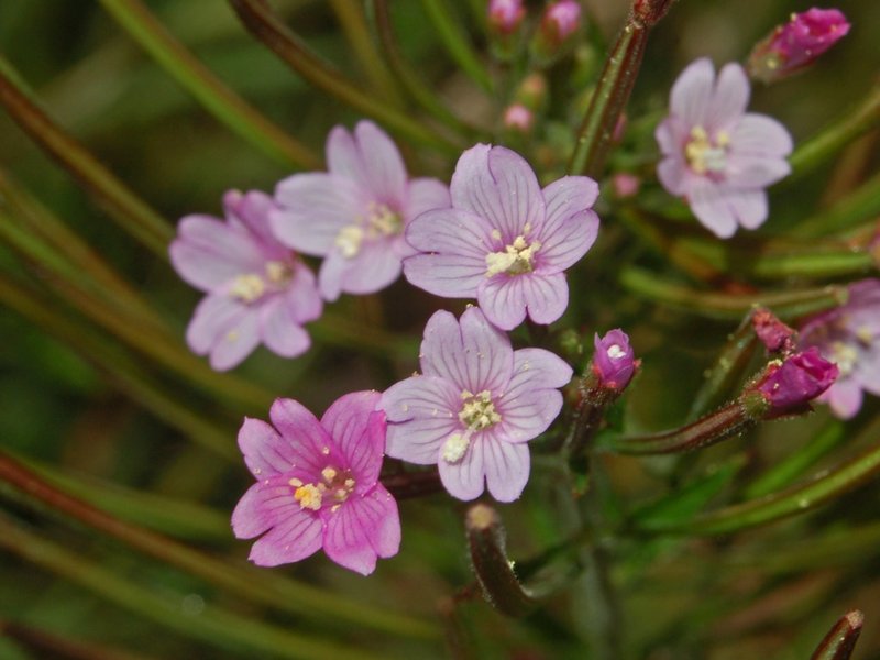 Smallflower Hairy Willowherb photo 8