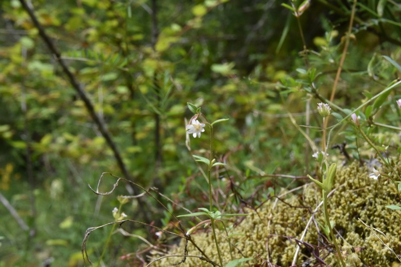 Epilobium ravenii