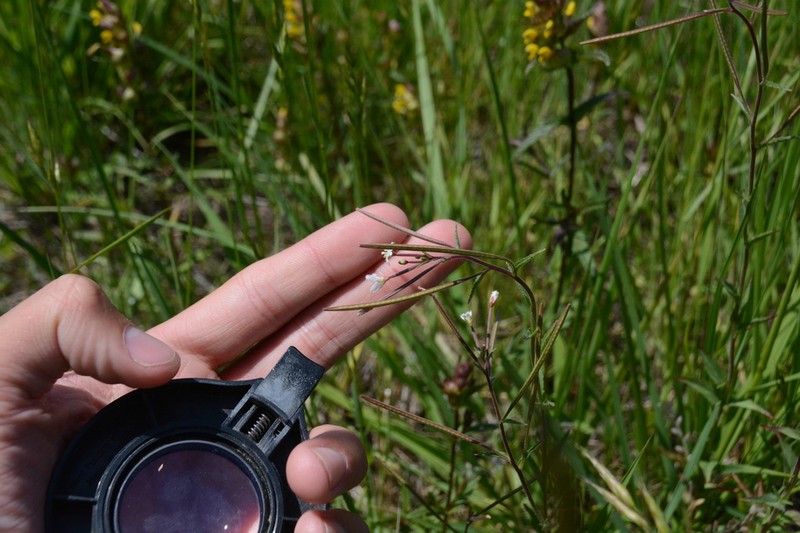 Epilobium ravenii photo 2