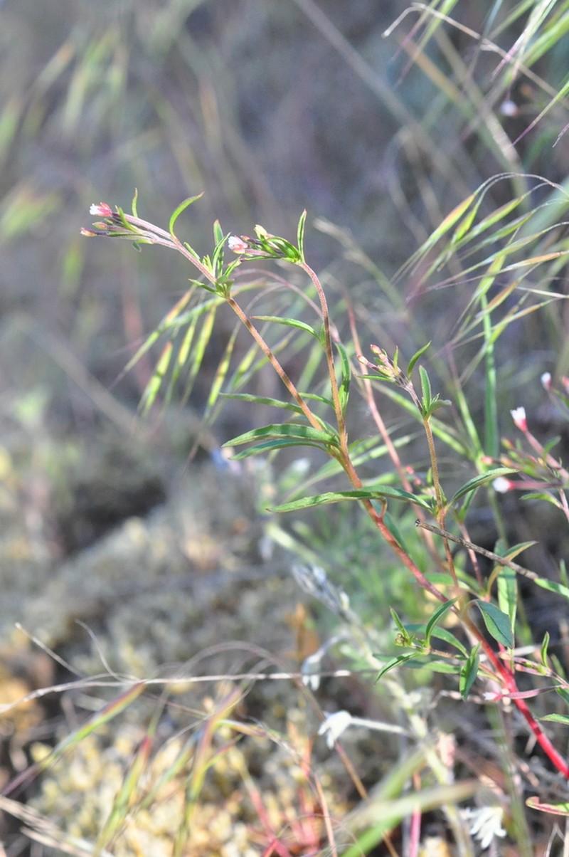 Epilobium ravenii photo 3
