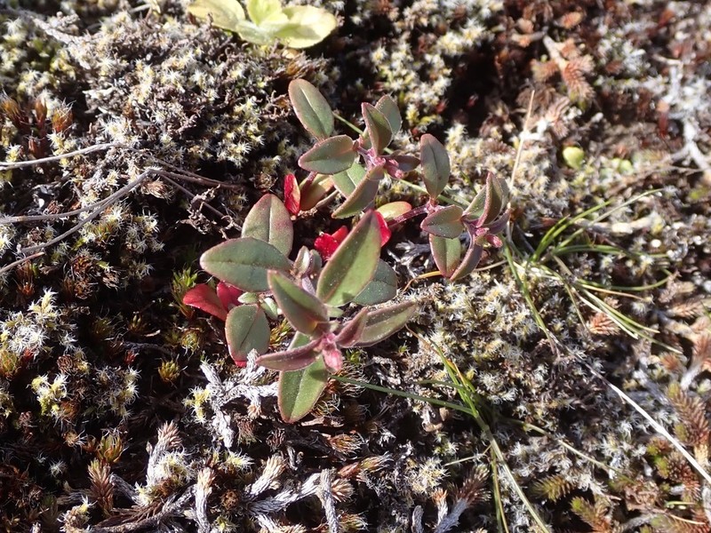 Epilobium ravenii photo 4