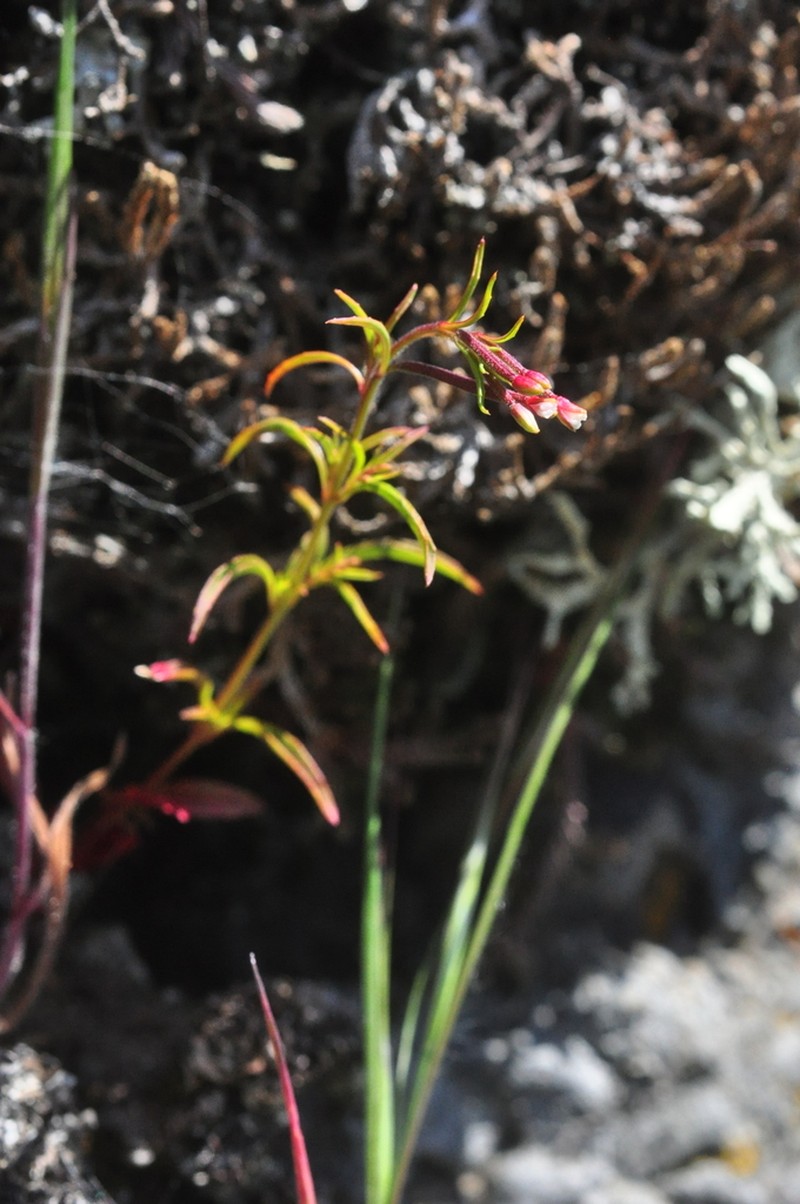 Epilobium ravenii photo 5