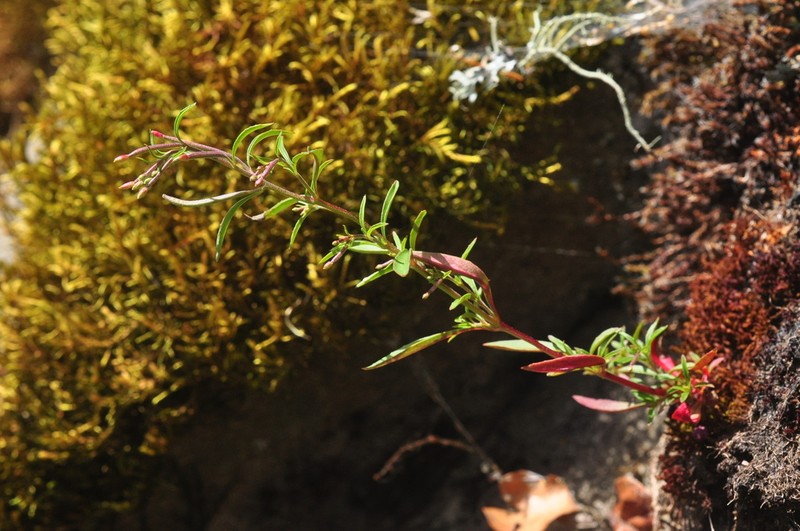 Epilobium ravenii photo 6