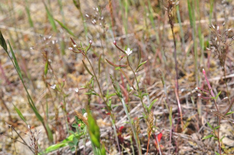 Epilobium ravenii photo 7