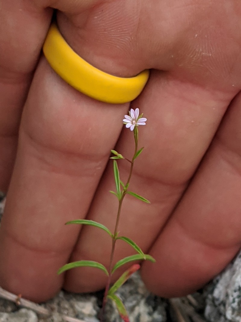 Epilobium ravenii photo 8