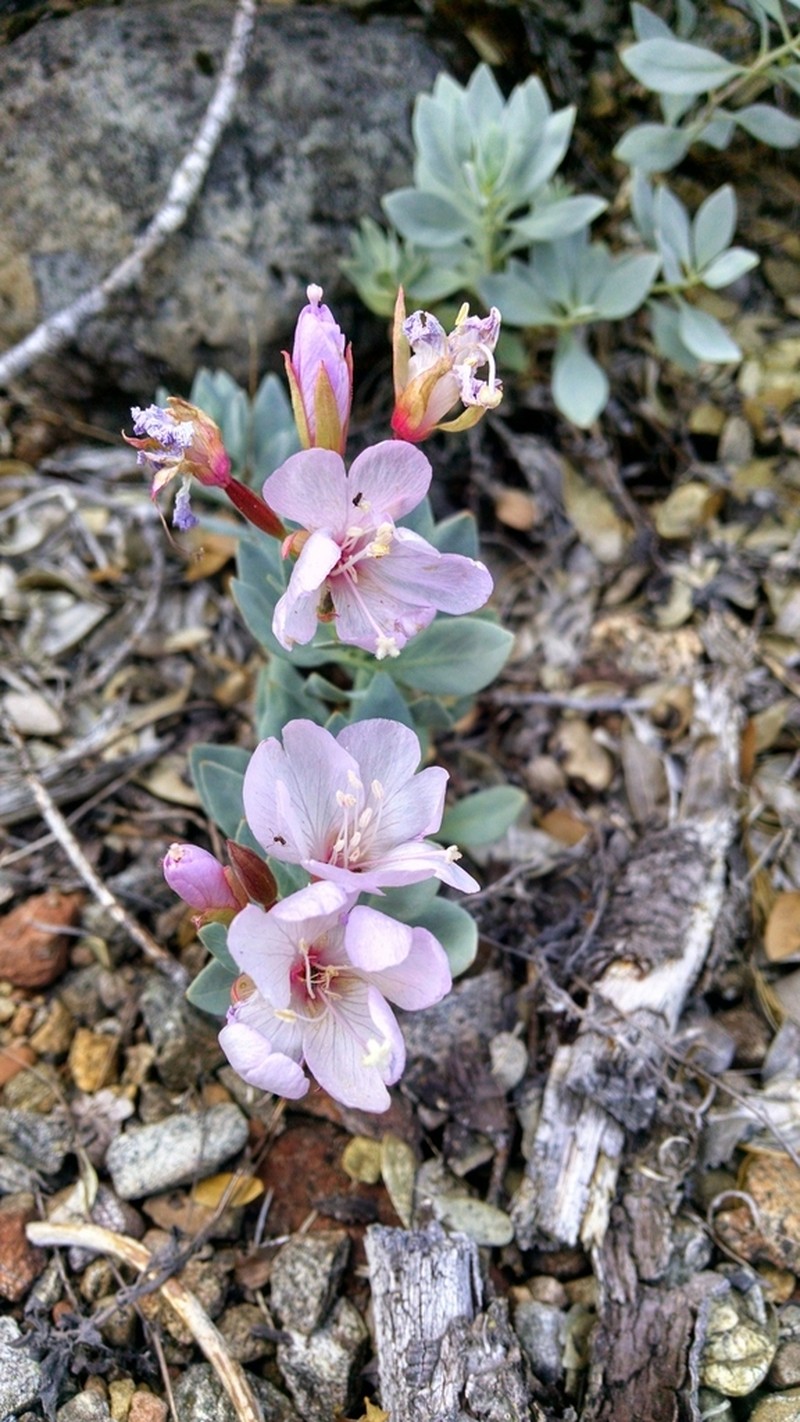 Stiff Willowherb