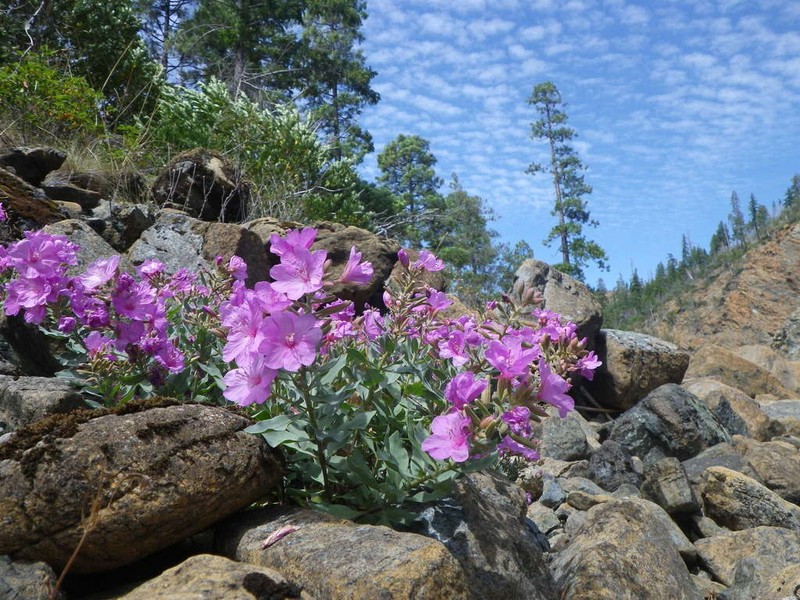 Stiff Willowherb photo 2