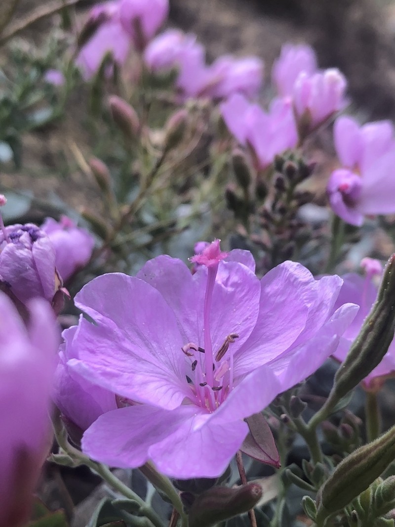 Stiff Willowherb photo 4