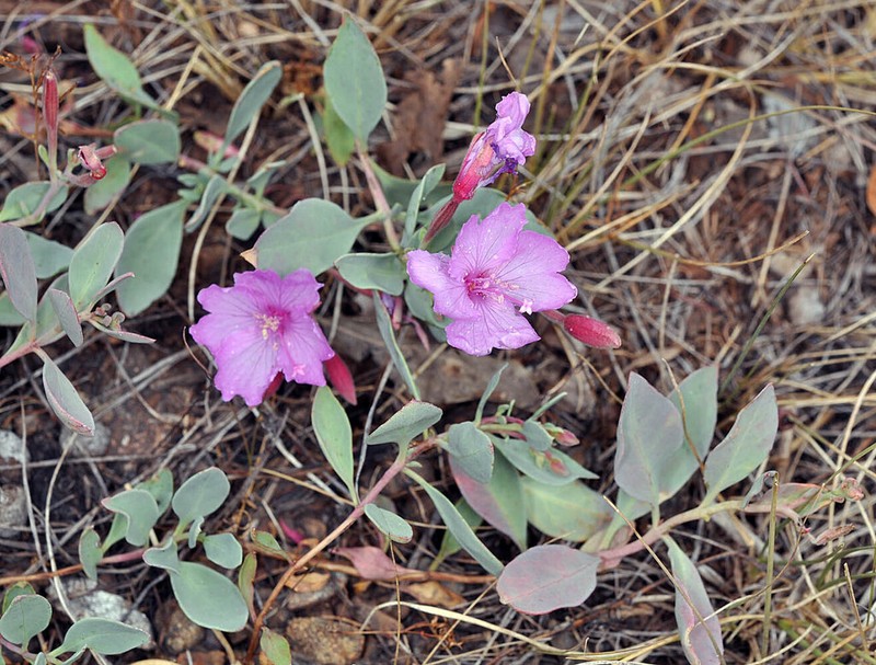 Stiff Willowherb photo 5